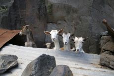 08_Goats_TAL7145.jpg